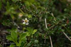 Cotoneaster brandisii